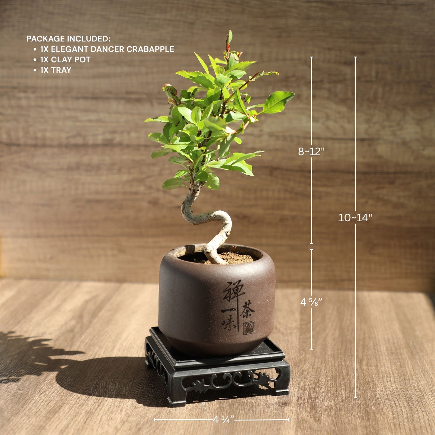 Dwarf Double-Flowered Malus Spectabilis Bonsai,8–12 Inch Live Indoor Plant,'Elegant Dancer',Easy Care,Sun-Loving,for Indoors,Home,Gardens Decoration