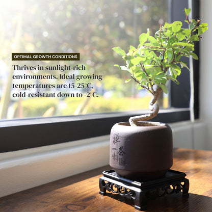 Dwarf Double-Flowered Malus Spectabilis Bonsai,8–12 Inch Live Indoor Plant,'Elegant Dancer',Easy Care,Sun-Loving,for Indoors,Home,Gardens Decoration