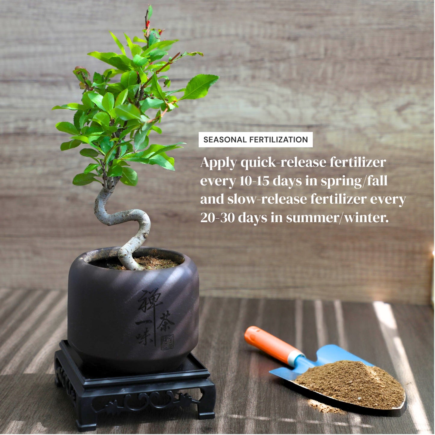 Dwarf Double-Flowered Malus Spectabilis Bonsai,8–12 Inch Live Indoor Plant,'Elegant Dancer',Easy Care,Sun-Loving,for Indoors,Home,Gardens Decoration