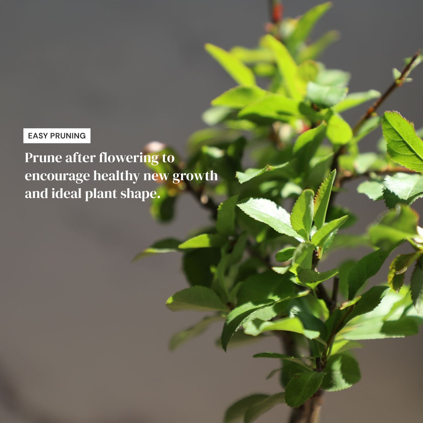 Dwarf Double-Flowered Malus Spectabilis Bonsai,8–12 Inch Live Indoor Plant,'Elegant Dancer',Easy Care,Sun-Loving,for Indoors,Home,Gardens Decoration