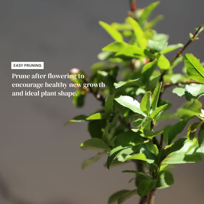 Dwarf Double-Flowered Malus Spectabilis Bonsai,8–12 Inch Live Indoor Plant,'Elegant Dancer',Easy Care,Sun-Loving,for Indoors,Home,Gardens Decoration