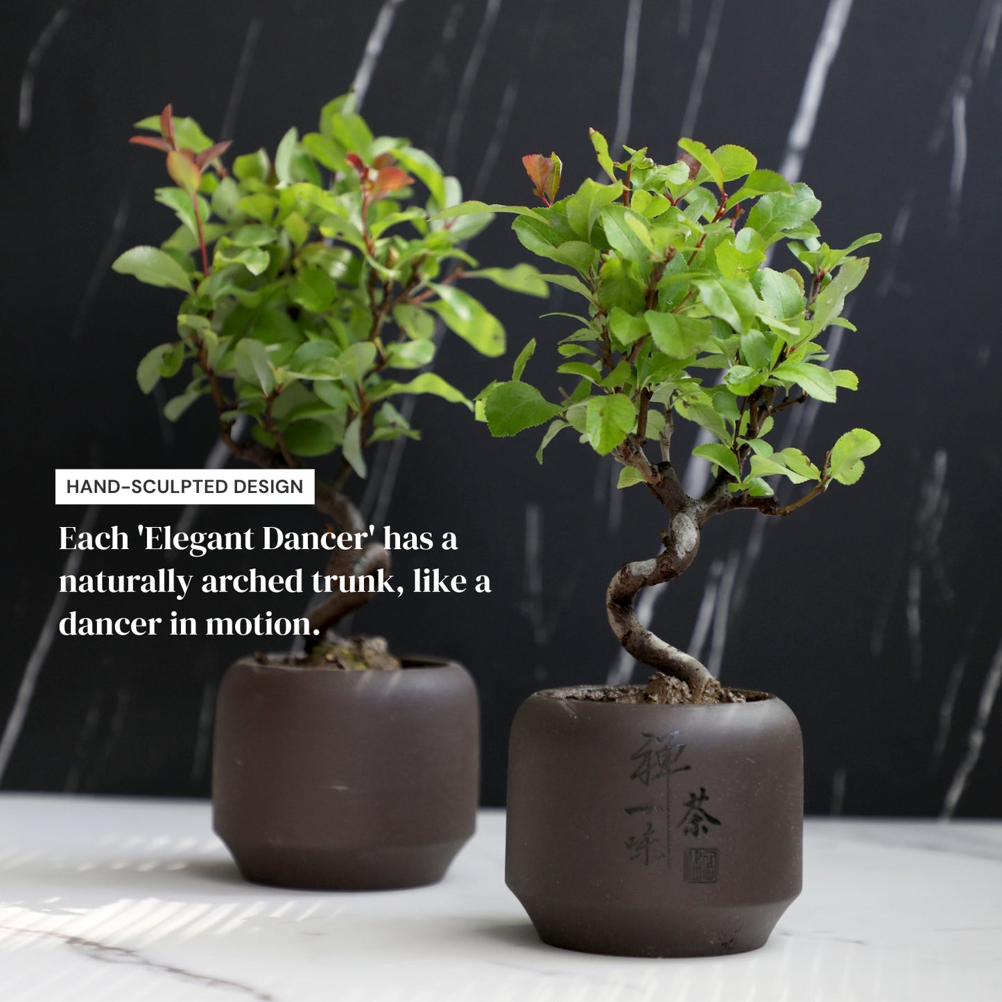 Dwarf Double-Flowered Malus Spectabilis Bonsai,8–12 Inch Live Indoor Plant,'Elegant Dancer',Easy Care,Sun-Loving,for Indoors,Home,Gardens Decoration