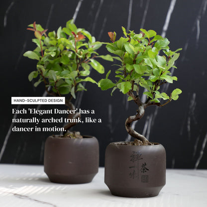 Dwarf Double-Flowered Malus Spectabilis Bonsai,8–12 Inch Live Indoor Plant,'Elegant Dancer',Easy Care,Sun-Loving,for Indoors,Home,Gardens Decoration