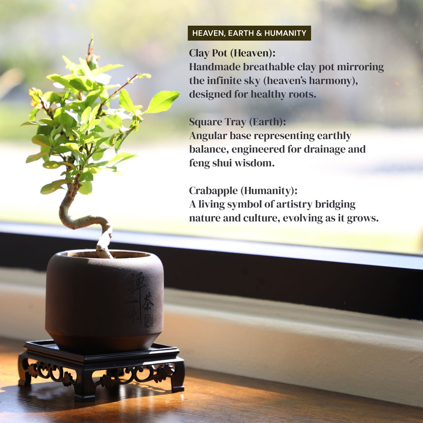 Dwarf Double-Flowered Malus Spectabilis Bonsai,8–12 Inch Live Indoor Plant,'Elegant Dancer',Easy Care,Sun-Loving,for Indoors,Home,Gardens Decoration