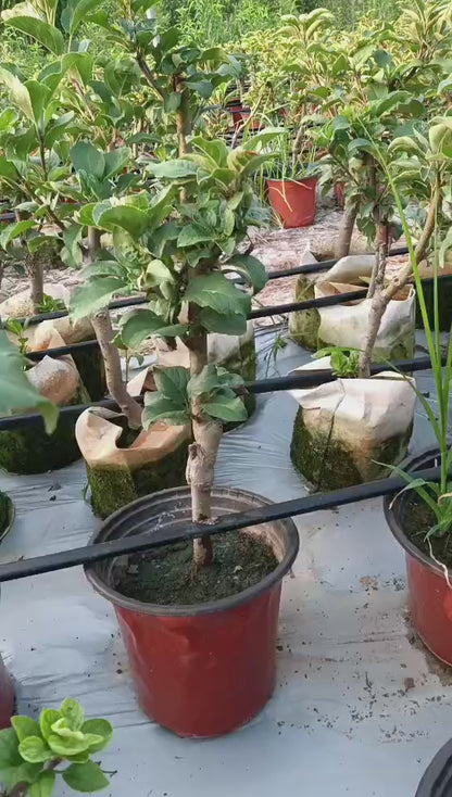 Dwarf Ruixue Apple Tree  (Pot Not Included)