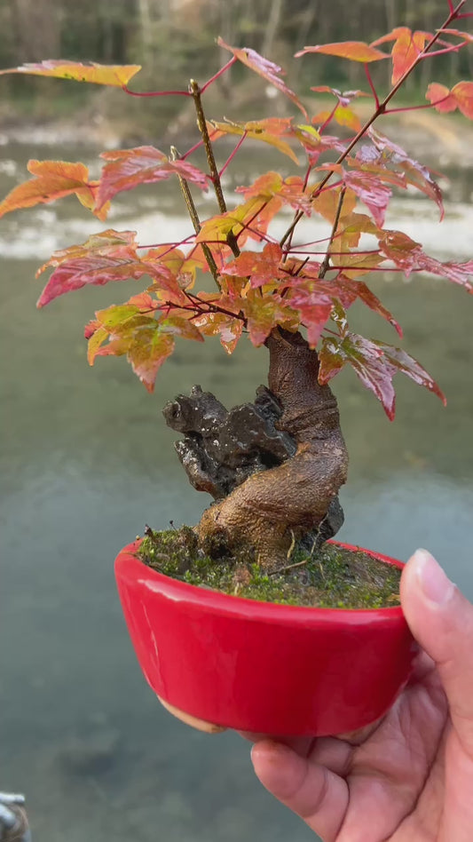 Maple Bonsai with Wind-Carved Rock – Live Maple Tree on Naturally Sculpted Stone with Seasonal  leaf Color Changes,Low Maintenance Ornamental Plant for Home, Office, and Garden Décor (Pot Included)