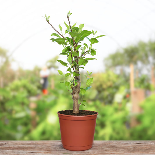 Dwarf Ruixue Apple Tree  (Pot Not Included)